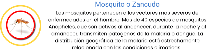 Mosquito o Zancudo Los mosquitos pertenecen a los vectores mas severos de enfermedades en el hombre. Mas de 40 especies de mosquitos Anopheles, que son activos al anochecer, durante la noche y al amanecer, transmiten patógenos de la malaria o dengue. La distribución geográfica de la malaria está estrechamente relacionada con las condiciones climáticas .