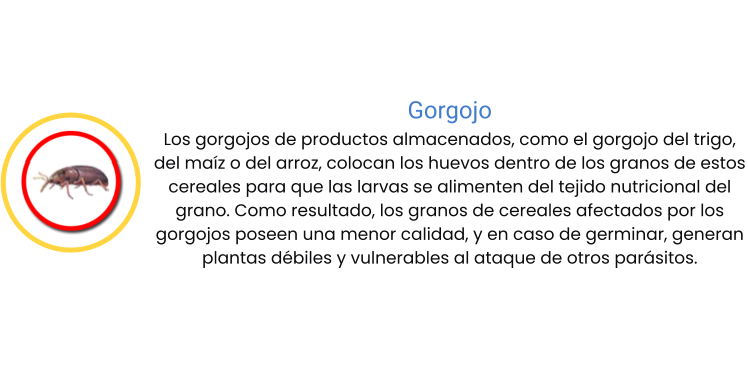 Gorgojo Los gorgojos de productos almacenados, como el gorgojo del trigo, del maíz o del arroz, colocan los huevos dentro de los granos de estos cereales para que las larvas se alimenten del tejido nutricional del grano. Como resultado, los granos de cereales afectados por los gorgojos poseen una menor calidad, y en caso de germinar, generan plantas débiles y vulnerables al ataque de otros parásitos.