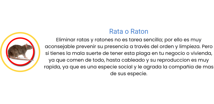 Rata o Raton Eliminar ratas y ratones no es tarea sencilla; por ello es muy aconsejable prevenir su presencia a través del orden y limpieza. Pero si tienes la mala suerte de tener esta plaga en tu negocio o vivienda, ya que comen de todo, hasta cableado y su reproduccion es muy  rapida, ya que es una especie social y le agrada la compañia de mas de sus especie.