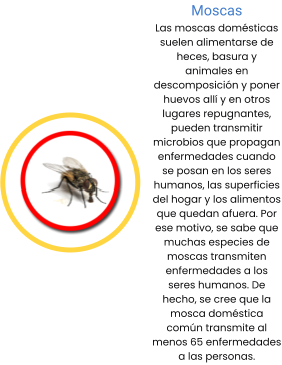 Moscas Las moscas domésticas suelen alimentarse de heces, basura y animales en descomposición y poner huevos allí y en otros lugares repugnantes, pueden transmitir microbios que propagan enfermedades cuando se posan en los seres humanos, las superficies del hogar y los alimentos que quedan afuera. Por ese motivo, se sabe que muchas especies de moscas transmiten enfermedades a los seres humanos. De hecho, se cree que la mosca doméstica común transmite al menos 65 enfermedades a las personas.