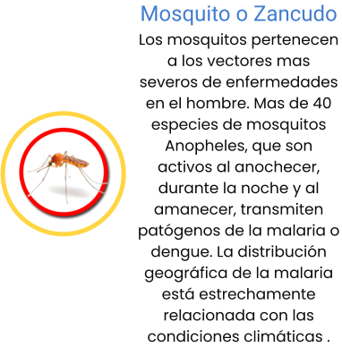 Mosquito o Zancudo Los mosquitos pertenecen a los vectores mas severos de enfermedades en el hombre. Mas de 40 especies de mosquitos Anopheles, que son activos al anochecer, durante la noche y al amanecer, transmiten patógenos de la malaria o dengue. La distribución geográfica de la malaria está estrechamente relacionada con las condiciones climáticas .