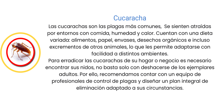 Cucaracha Las cucarachas son las plagas más comunes,  Se sienten atraídas por entornos con comida, humedad y calor. Cuentan con una dieta variada: alimentos, papel, envases, desechos orgánicos e incluso excrementos de otros animales, lo que les permite adaptarse con facilidad a distintos ambientes. Para erradicar las cucarachas de su hogar o negocio es necesario encontrar sus nidos, no basta solo con deshacerse de los ejemplares adultos. Por ello, recomendamos contar con un equipo de profesionales de control de plagas y diseñar un plan integral de eliminación adaptado a sus circunstancias.