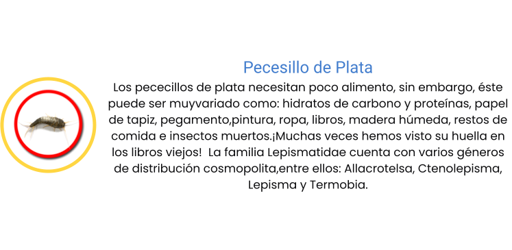 Pecesillo de Plata Los pececillos de plata necesitan poco alimento, sin embargo, éste puede ser muyvariado como: hidratos de carbono y proteínas, papel de tapiz, pegamento,pintura, ropa, libros, madera húmeda, restos de comida e insectos muertos.¡Muchas veces hemos visto su huella en los libros viejos!  La familia Lepismatidae cuenta con varios géneros de distribución cosmopolita,entre ellos: Allacrotelsa, Ctenolepisma, Lepisma y Termobia.