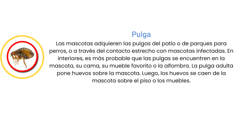 Pulga Las mascotas adquieren las pulgas del patio o de parques para perros, o a través del contacto estrecho con mascotas infectadas. En interiores, es más probable que las pulgas se encuentren en la mascota, su cama, su mueble favorito o la alfombra. La pulga adulta pone huevos sobre la mascota. Luego, los huevos se caen de la mascota sobre el piso o los muebles.